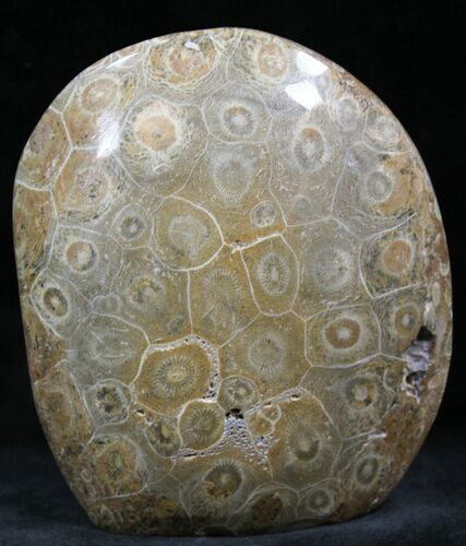 Polished Fossil Coral - Morocco #25713